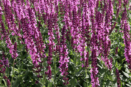 Salie (roze) - Salvia nemorosa 'Sensation Deep Rose'