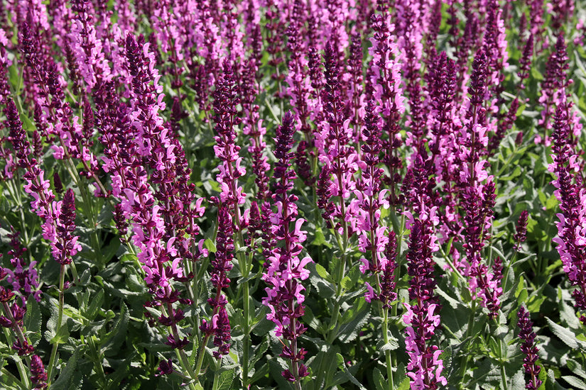 Salie (roze) - Salvia nemorosa 'Sensation Deep Rose'