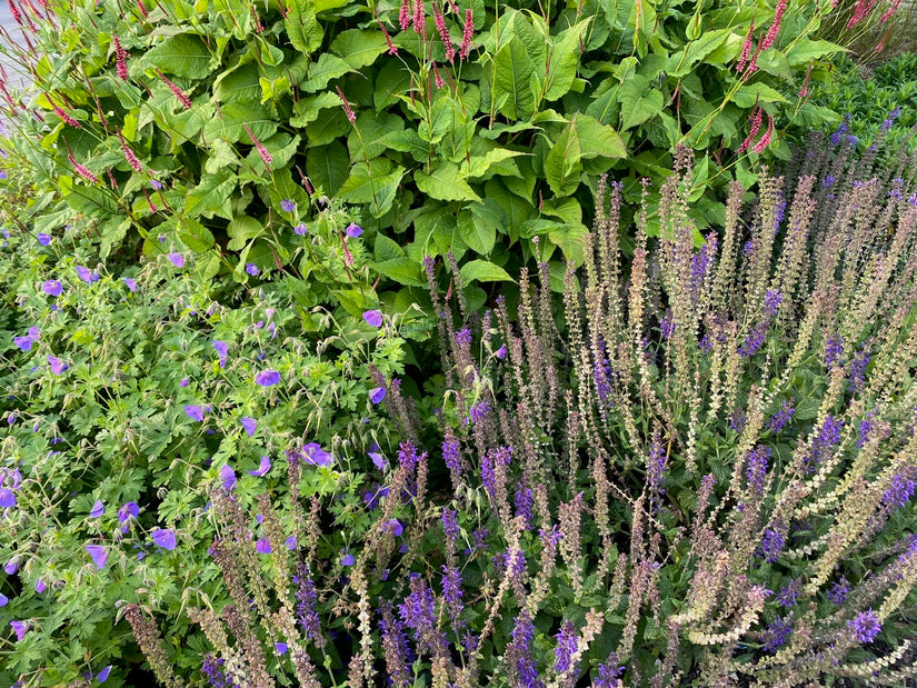 Duizendknoop Roze/Rood (Hoge soort 150 cm) - Persicaria amplexicaulis 'Speciosa'