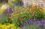 salie hot lips bio met zonnekruid helenium moerheim beauty, betonie (stachys), vedergras stipa en salie caradonna