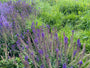 Biologisch Salie - Salvia nemorosa 'Mainacht' TIP