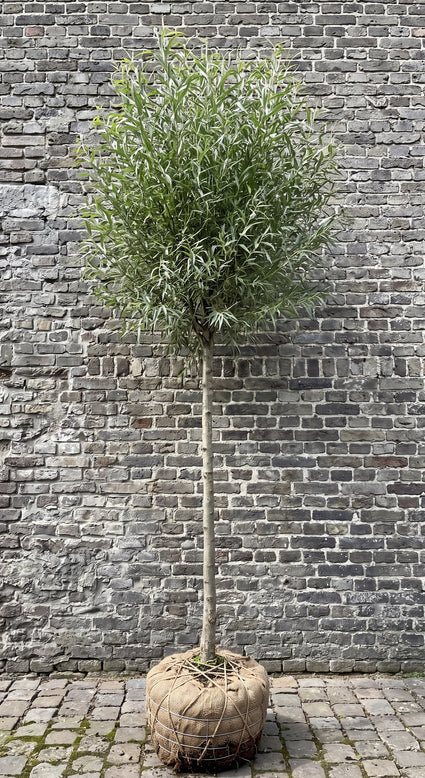 Knotwilg / Schietwilg - Salix alba 'Belders'