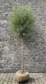 Knotwilg / Schietwilg - Salix alba 'Belders'