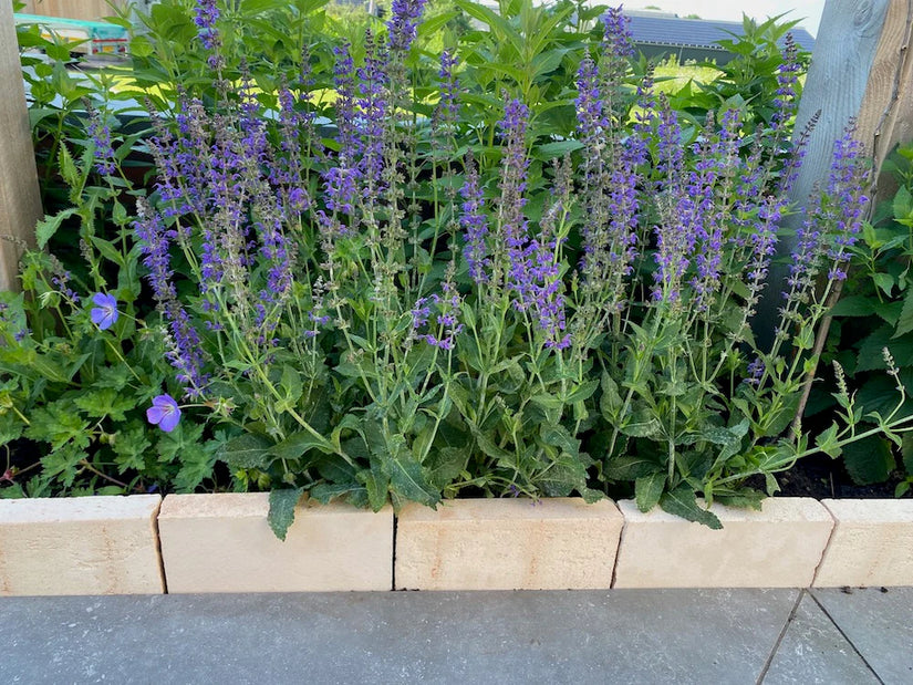 Borderpakket Willemijn - Borderpakket onderhoudsarm tuinplanten voor vogels, vlinders & bijen - Halfschaduw & Zon - Paars, Blauw & Roze