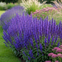 Salie - Salvia nemorosa 'Sensation Deep Blue'