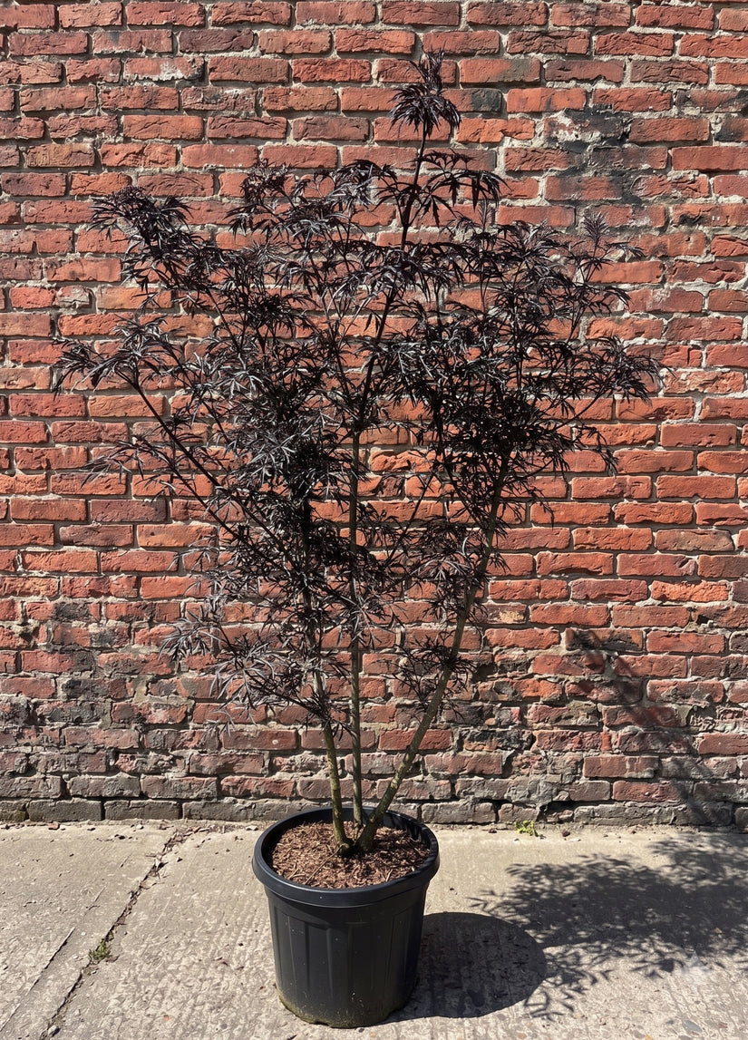 Zwarte Vlier - Sambucus nigra 'Black Lace'