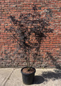 Zwarte Vlier - Sambucus nigra 'Black Lace'