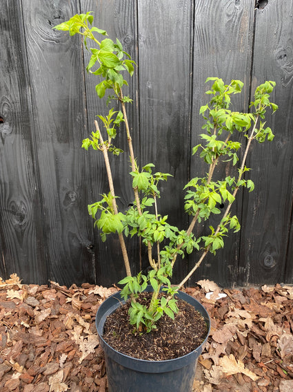 sambucus nigra in c10 pot 60-80 cm