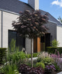 Zwarte Vlier - Sambucus nigra 'Black Beauty' hoogstam