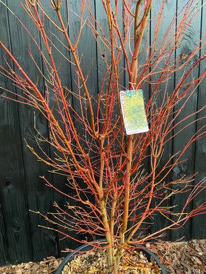 Solitaire, meerstammig