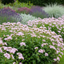 Zeepkruid - Saponaria 'Bressingham'