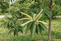 Biologische Tamme kastanje - Castanea sativa 'Bouche de Betizac'