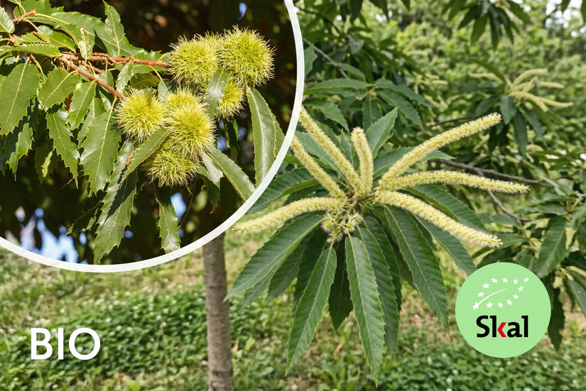 Biologische Tamme kastanje - Castanea sativa 'Bouche de Betizac'