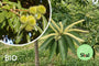 Biologische Tamme kastanje - Castanea sativa 'Bouche de Betizac'