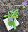 scabiosa pink mist - duifkruid roze in p9 pot