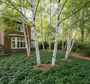 Schaduwkruid Pachysandra green carpet onder berk 'Betula' bomen, sterke combinatie.
