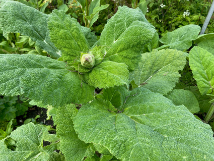 Scharlei - Salvia Sclarea