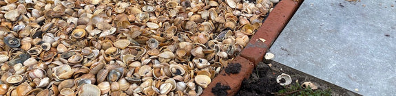 Schone schelpen in Bigbag zak (uit de Noordzee)