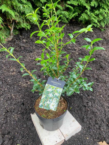 Schijnhulst Osmanthus burkwoodii in C3 pot 30-40 cm voorbeeld wat u krijgt