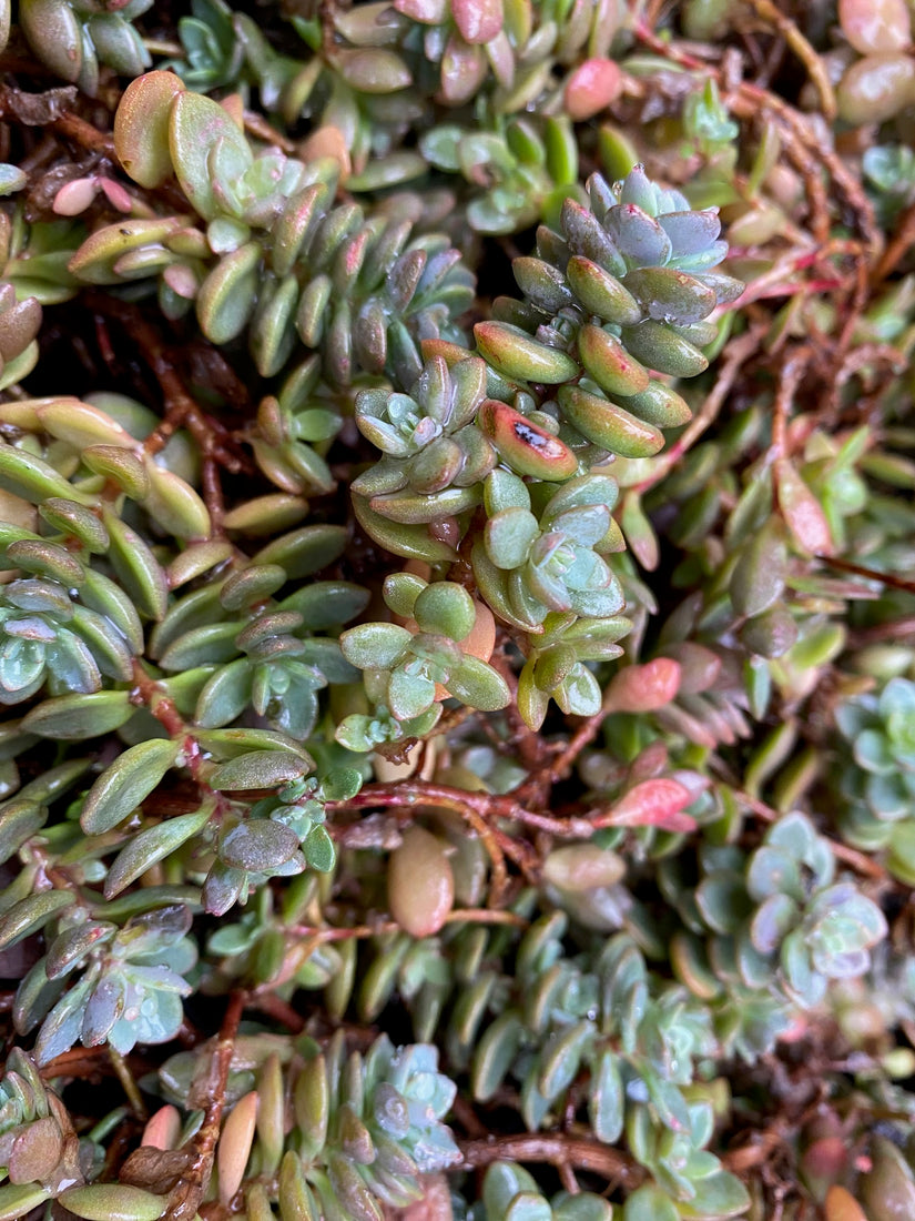 Vetkruid - Sedum cauticola 'Lidakense' (ook per/m2)