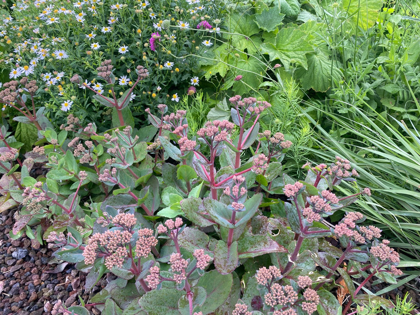 Vetkruid - Sedum 'Matrona'