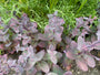 Vetkruid - Sedum 'Purple Emperor' (ook per/m2)