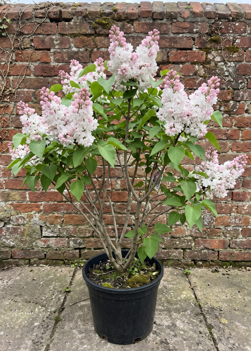 Gewone sering (Meerstammig) - Syringa vulgaris 'Beauty of Moscow'