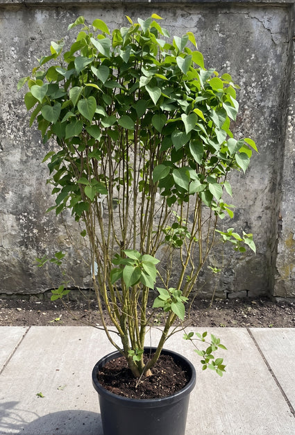 Gewone Sering - Syringa vulgaris 'Charles Joly'