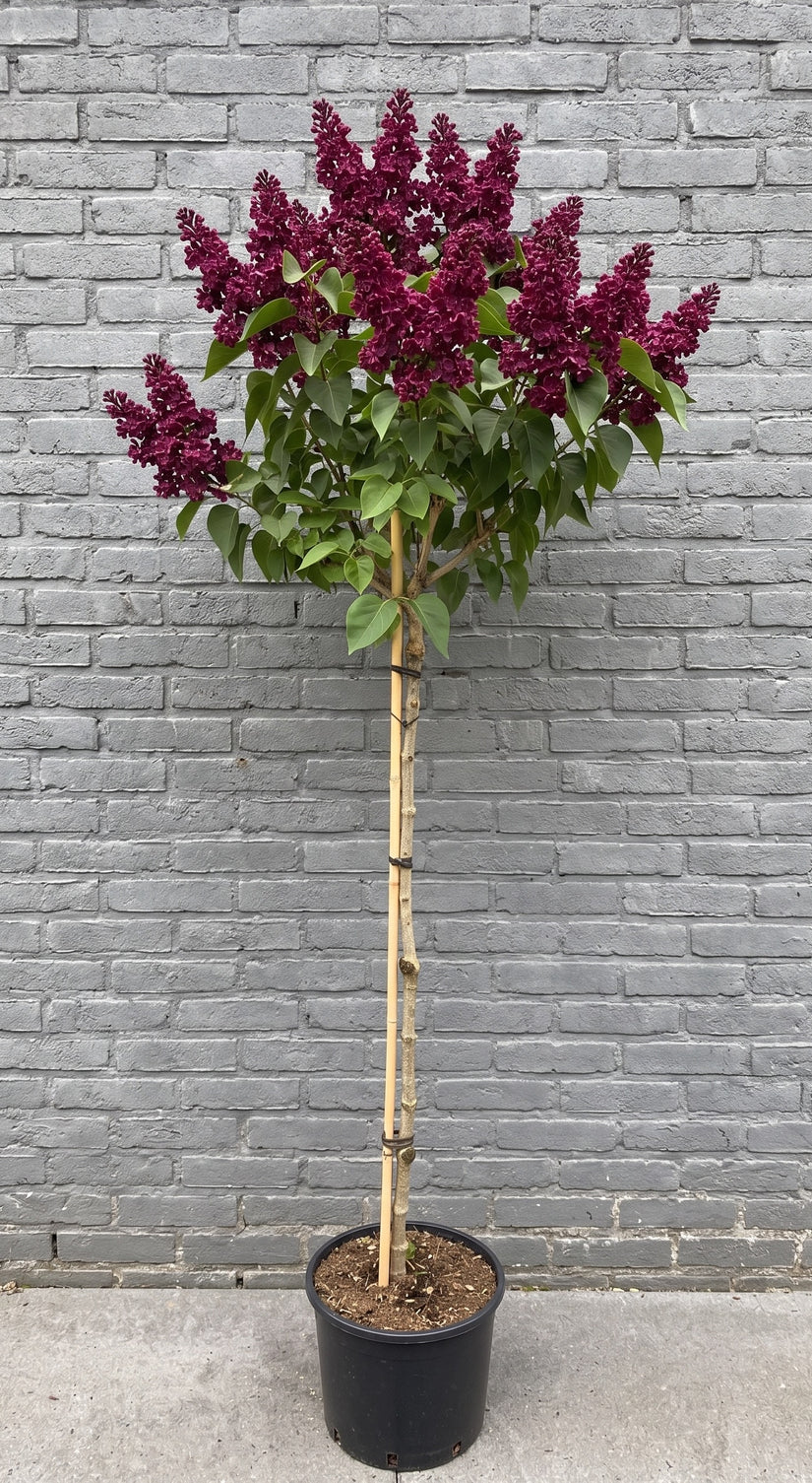 Sering - Syringa vulgaris 'Andenken an Ludwig Späth'