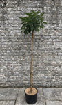 Halfstam sering charles joly