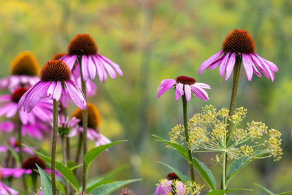 Zonnehoed - Echinacea purpurea 'Pica Bella'