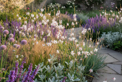 Prachtkaars (Lage soort 40 cm) - Gaura lindheimeri 'Short Form'