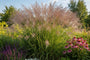Prachtriet - Miscanthus sinensis 'Flamingo'
