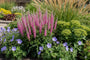 Ereprijs - Veronica spicata 'Anniversary Rose'