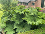 Sierrabarber - Gunnera manicata