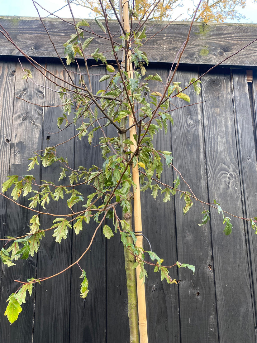 Sierappel - Malus toringo 'Brouwers Beauty' hoogstam boom