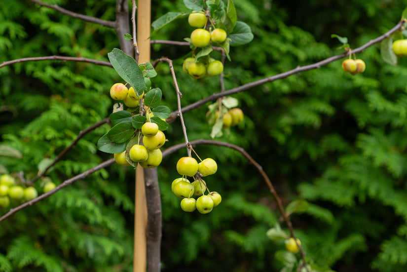 Zuilvormige Sierappel - Malus 'Red Sentinel'