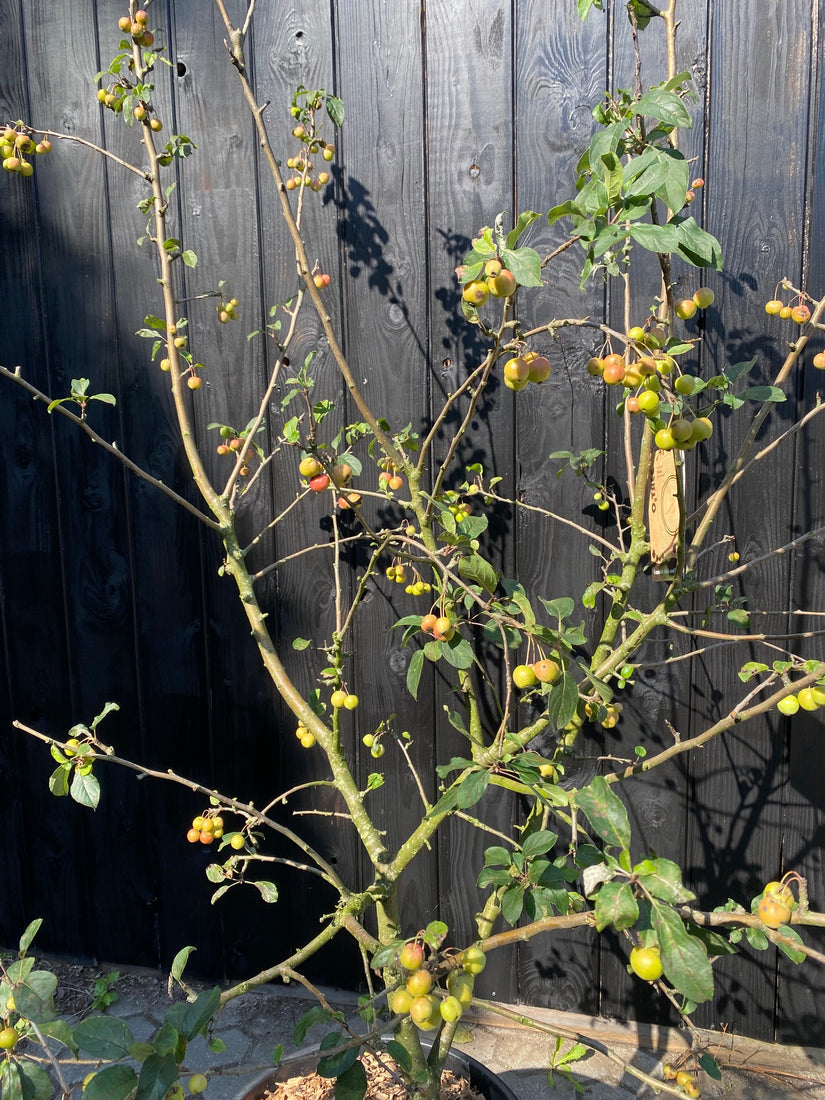 Meerstammige Sierappel (Rood) - Malus 'Red Sentinel'