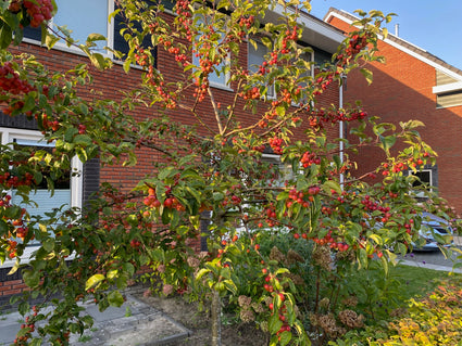 Sierappel boompje op stam - Malus 'Red Sentinel'