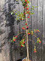 sierappelboompje red sentinel zuivormig boom met rode sierappeltjes in C10 pot