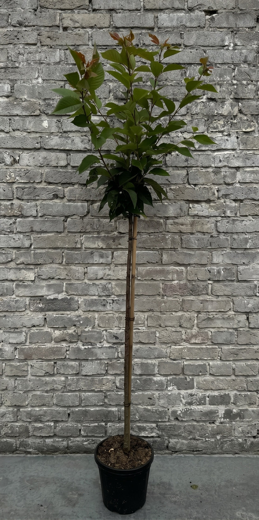 Japanse sierkers - Prunus serrulata 'Kanzan' halfstam