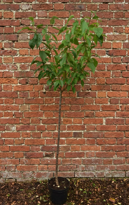 Japanse sierkers - Prunus serrulata 'Kanzan' halfstam