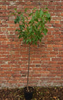 Japanse sierkers - Prunus serrulata 'Kanzan' halfstam