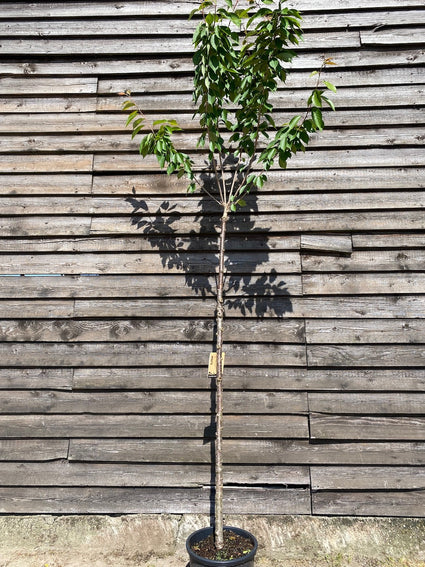 Japanse sierkers - Prunus serrulata 'Kanzan' hoogstam boom