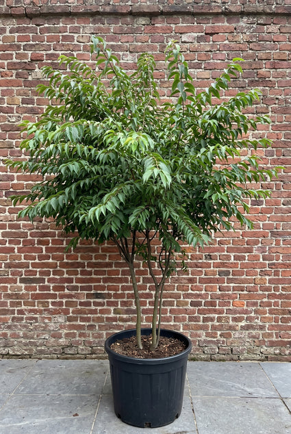 Sierkers (Wit / Lichtroze, Meerstammig) - Prunus subhirtella 'Autumnalis'