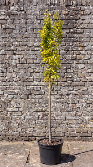 Hoogstam boom, Hoogte 275-325 cm