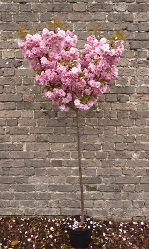 Halfstam 150 cm, C15