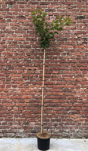 Op stam 180 cm