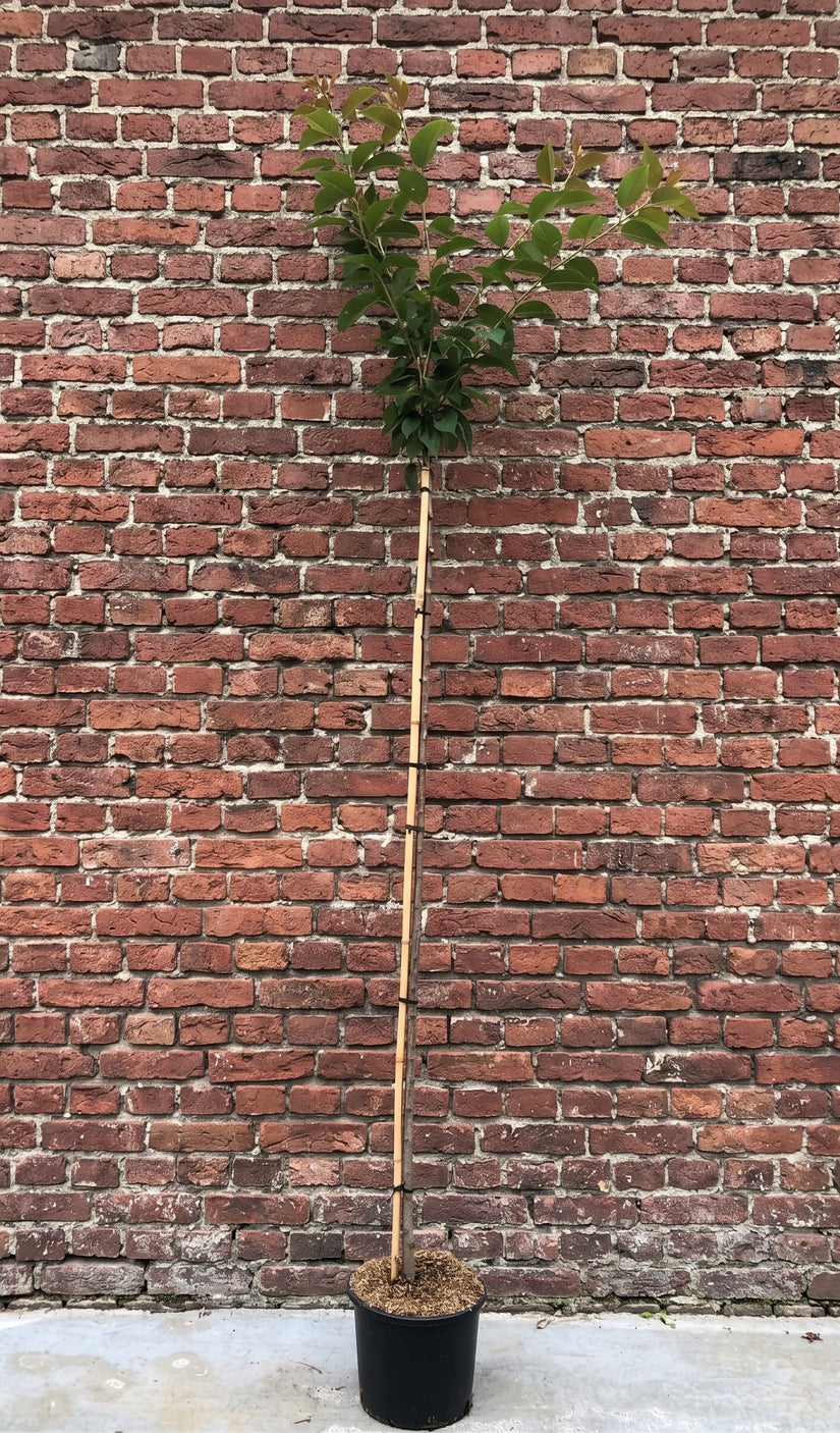 Japanse sierkers - Prunus serrulata 'Kanzan' halfstam