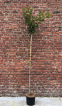 Japanse sierkers - Prunus serrulata 'Kanzan' halfstam